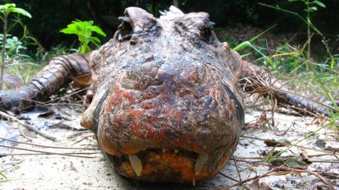 Gabon's unique 'orange crocodiles' intrigue scientists