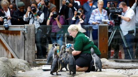 Annual weigh-in takes place at Britain's largest zoo
