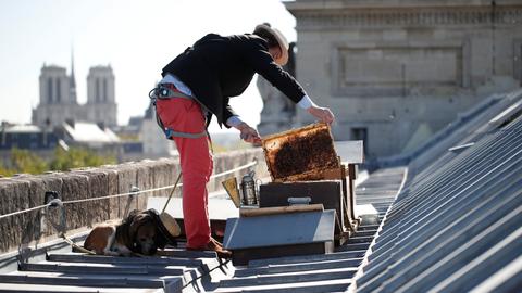 Does the purest honey in Paris come from its rooftops?