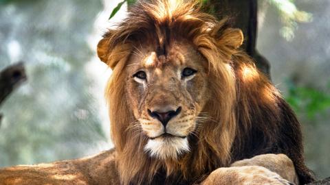 Lioness kills father of her cubs at Indianapolis zoo