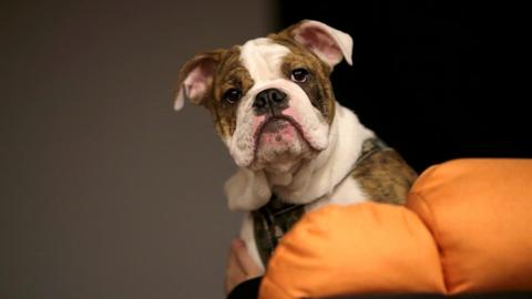 UK bans pet shops from selling puppies and kittens