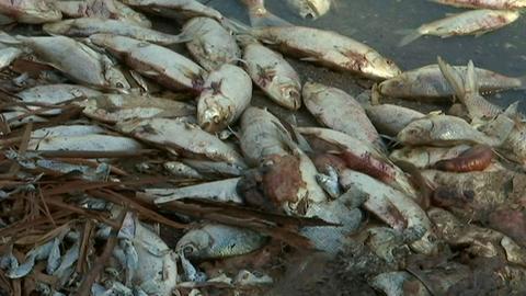 Thousands of fish die in third mass death in Australian river