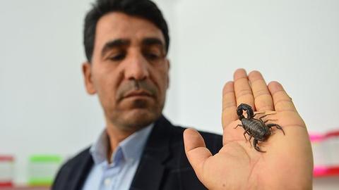 Turkish entrepreneur breeds scorpions for anti-venom