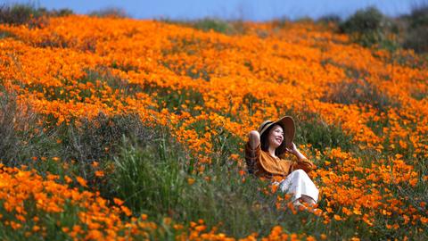 Tens of thousands converge on California 'poppy apocalypse'