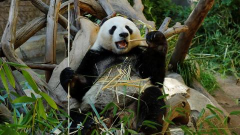 Giant pandas set to leave San Diego Zoo after two-decade loan from China
