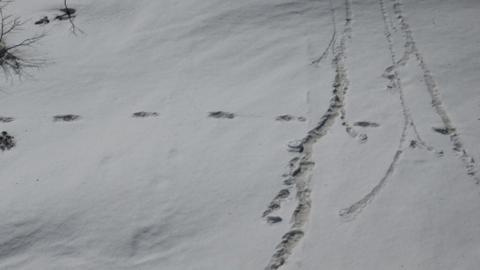 Indian Army's Yeti 'footprint' pictures spark online storm