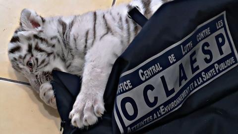 Man arrested in France for keeping white tiger cub