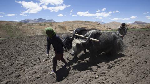 At least 300 Himalayan yaks starve to death in India