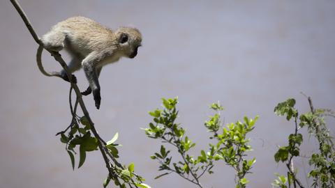 Monkey experiments offer clues on origin of language