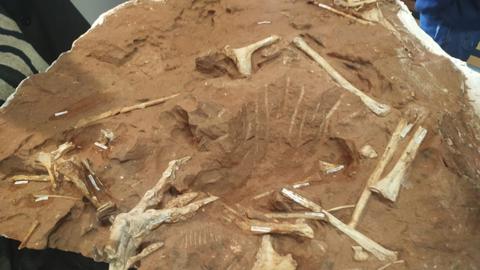 Desert-dwelling carnivorous dinosaur found in Brazil