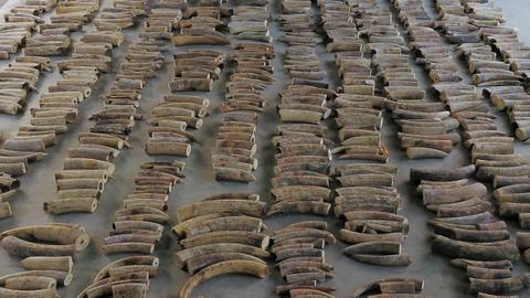 Singapore seizes ivory from nearly 300 elephants in record haul
