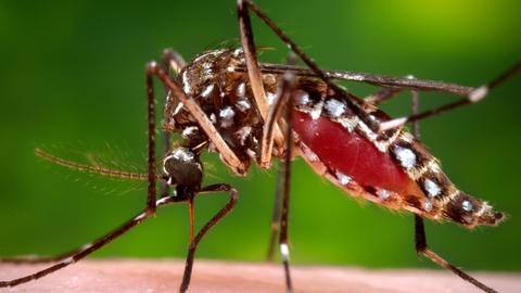 Honduran hospitals overrun by dengue fever epidemic