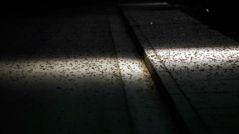 Grasshoppers take Las Vegas by swarm, disrupting weather radar and tourism