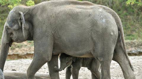 Ban on sending wild elephants to zoos a step closer
