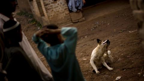 Pakistan’s biggest city Karachi grapples with stray dog problem