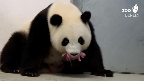 Berlin celebrates birth of Germany's first giant panda twins