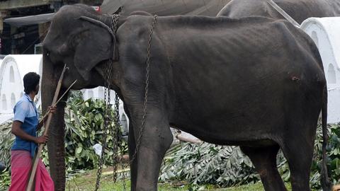 Ill-treated and emaciated, Tikiri the elephant dies in Sri Lanka