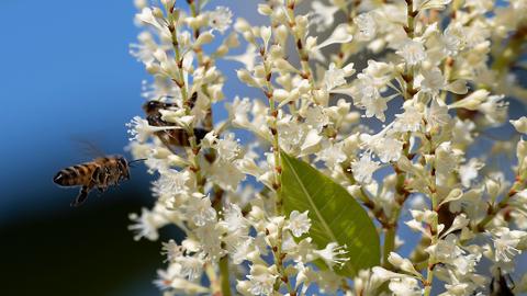 'Bees killed males' in black year for European beekeepers