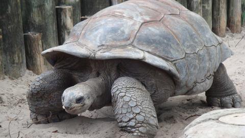 'Africa's oldest' tortoise dies in Nigeria -  palace