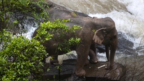 More dead wild elephants found at Thai waterfall; toll at 11