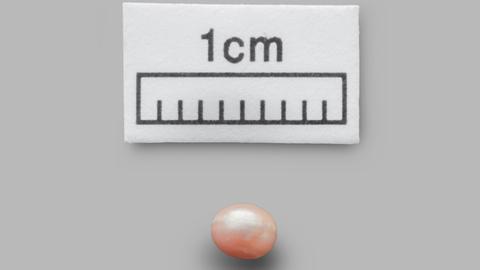 World's oldest pearl found in Abu Dhabi