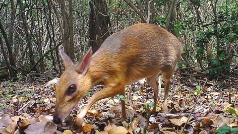 Rare deer-like species rediscovered after nearly 30 years