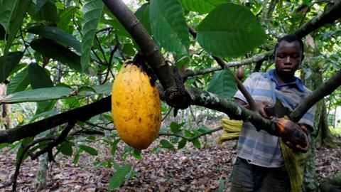Chocolate makers hobble Ivory Coast, Ghana cocoa premium with discounts