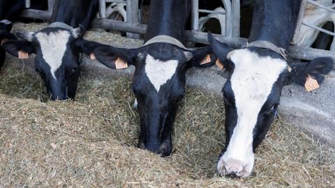 Researchers say may have found cause of mad cow disease