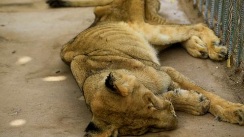 Online campaign to save malnourished lions at Sudan park