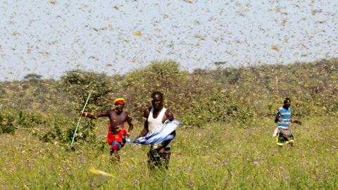 Climate change linked to African locust invasion