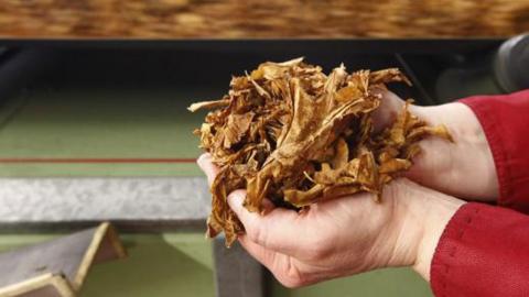 WHO says big tobacco causes massive environmental harm