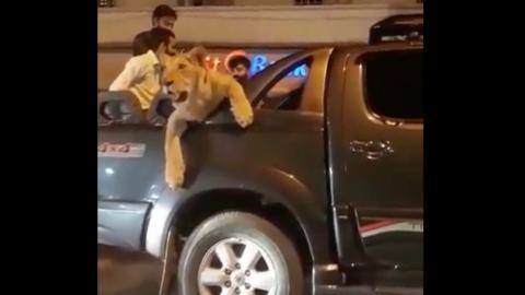 Pakistani charged for taking lion for a ride