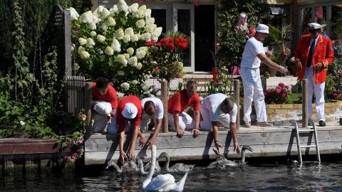 Britain begins traditional 'swan upping' season
