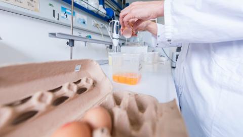 EU says Belgium took weeks to notify tainted egg discovery