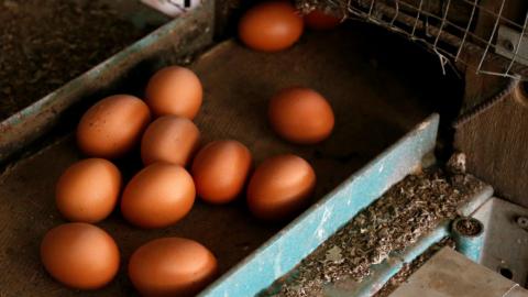 Germany says egg contamination is criminal