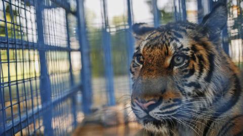 Animals saved from Aleppo zoo arrive in Jordan