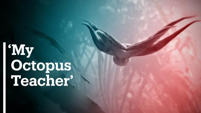 South African documentary "My Octopus Teacher" is up for ...
