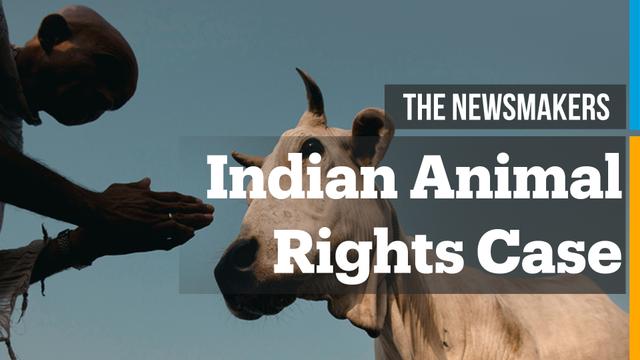 Human Rights for Animals in India? - TRT World