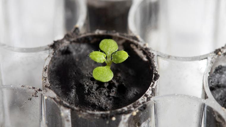 Scientists for first time grow plants in soil from the Moon