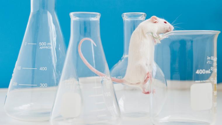 Can mice hold the secret to improved memory?