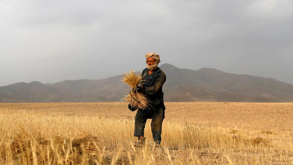 The Taliban's food-for-work programme will see 11,600 tons of wheat distributed in Kabul, with about 55,000 tons for elsewhere in Afghanistan.