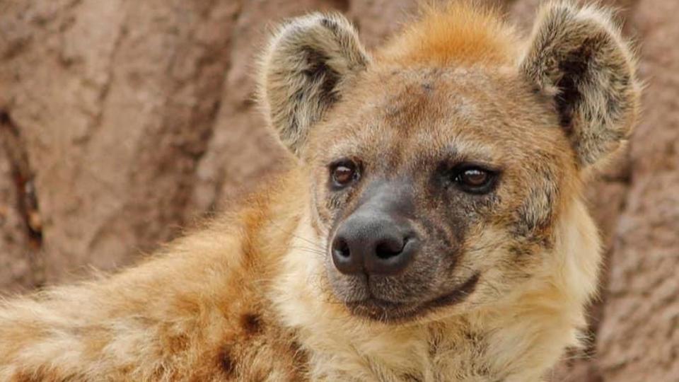 Hyenas at Denver Zoo test positive for Covid-19