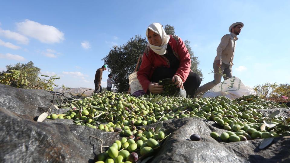 Israel has created trade crisis for Palestinians by continuously blocking agricultural exports.