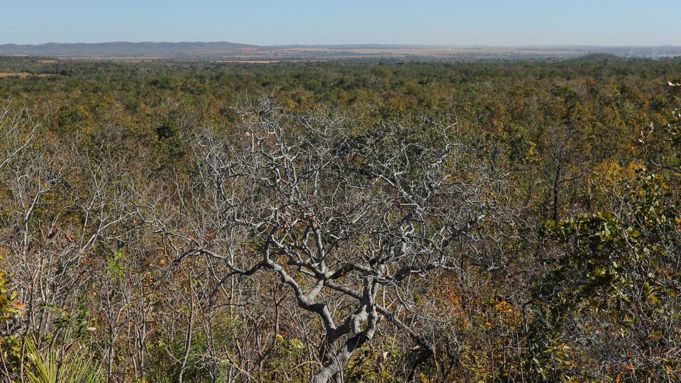 Destruction of these trees, grasses and other plants in the Cerrado is a major source of Brazil's greenhouse gas emissions.