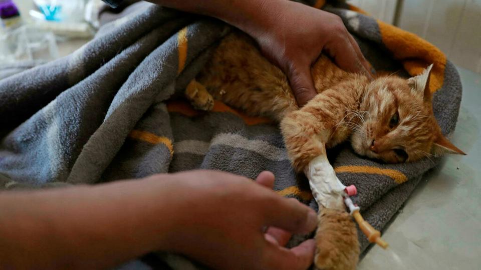 Volunteers open first veterinary clinic for Baghdad's stray animals