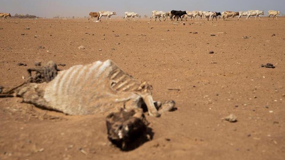 In Kenya alone, 1.4 million livestock died late last year.