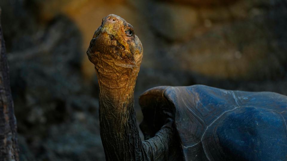 A giant tortoise looks up at the Galapagos National Park in Puerto Ayora, Galapagos Islands, Ecuador on January 14, 2022.