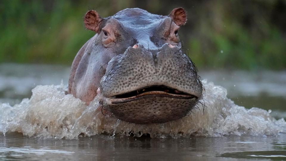 Hippos are considered one of the world's deadliest mammals — twice as much as lions.