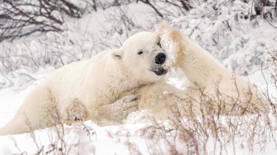 Polar bears depend on the sea ice to hunt, staking out over seal breathing holes. But the Arctic is now warming about four times faster than the rest of the world.