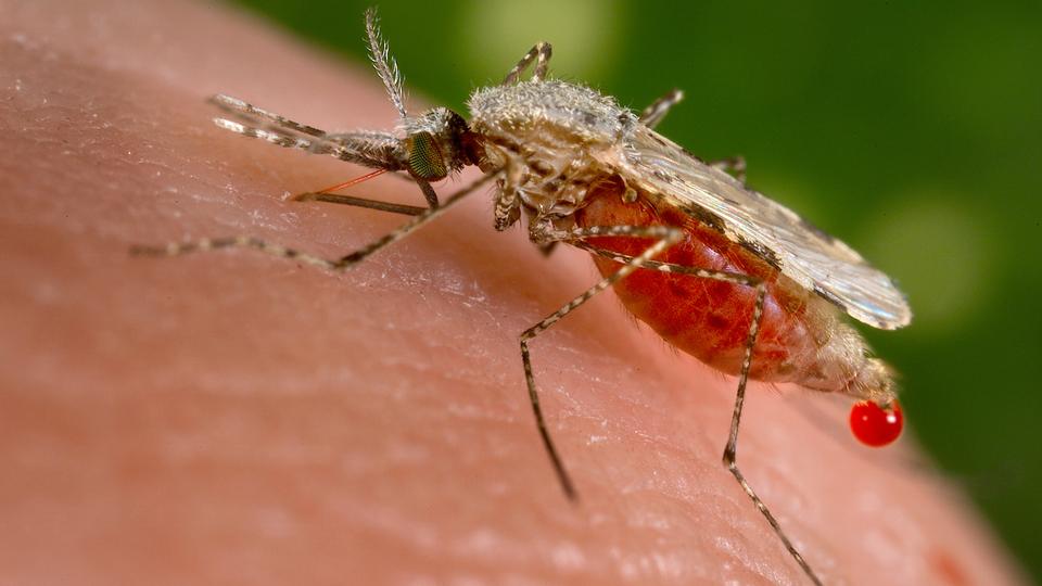 Malaria, which is transmitted by mosquitoes in low-lying areas, is endemic in Costa Rica and other Latin American nations.